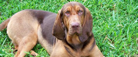 More than 60 recognised dog breeds! Bloodhound - Dog Crap