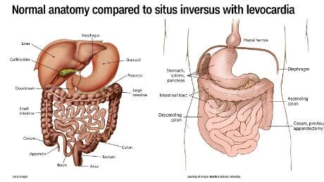 The main organs inder the ribs are the lungs, li. Anatomy Of Chest Organs - Anatomy Diagram Book