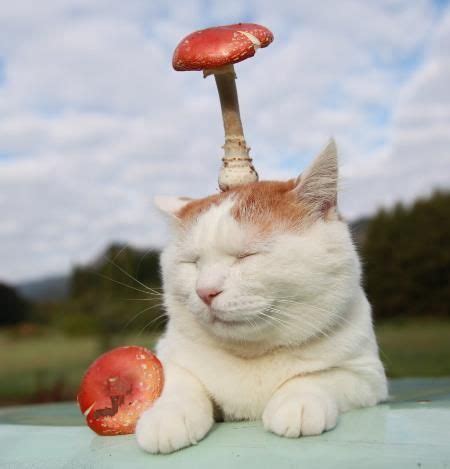 We did not find results for: Can Cats Eat Mushrooms? Are Mushrooms Safe For Cats | Cats ...