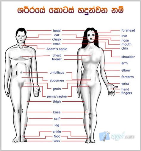 Start studying human body parts (tamil). Learn English in sinhala - lesson 05