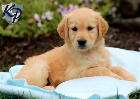 Lancaster puppies advertises puppies for sale in pa, as well as ohio, indiana, new york and other states. Pet Stores With Puppies For Sale Near Me