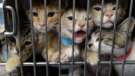 To adopt a pet you need to. Free adoptions at the Gloucester County Animal Shelter