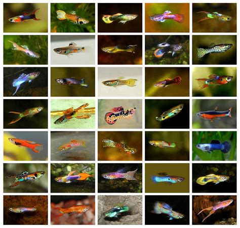 Le guppy endler poecilia wingei, ou guppy picasso, est différent du guppy classique de l'espèce p. 10 (ten) Assorted Endler Guppy Males (Miniature Livebearer ...