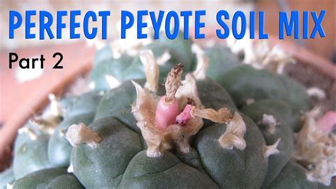 There seems to be a problem serving the request at this time. Perfect Peyote Soil Mix Part 2 - Lophophora Williamsii ...