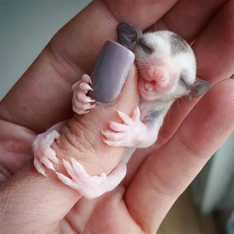 18+ Makanan Sugar Glider (BAYI, JOEY, DEWASA) - Kesukaan ...
