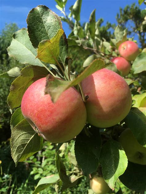 Maybe you would like to learn more about one of these? Obst und Gemüse aus dem eigenen Garten » GartenBob.de der ...