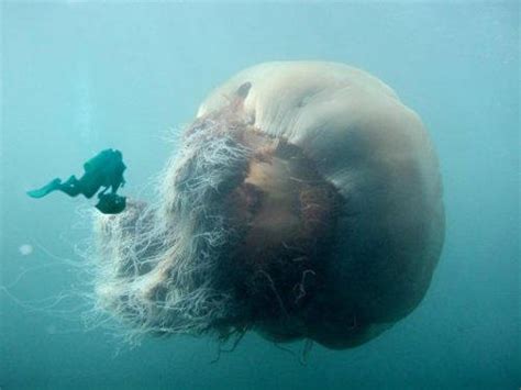 How much lion's mane extract should i take? This is a Lion's Mane jellyfish... : pics