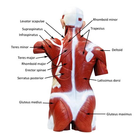 When the upper arm is lifted away from the torso, the insertion of this muscle is seen more clearly. Image result for torso muscle model (With images) | Muscle ...