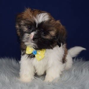 Shih tzus do not shed and are hypoallergenic. Shih Tzu Puppies For Sale in PA | Shih Tzu Puppy Adoptions