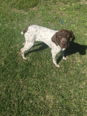 There is usually about a one to two inch difference between males and females, where the range in height is from 21 to 25 inches. German Shorthaired Pointer puppy for sale in LIBERTY HILL ...