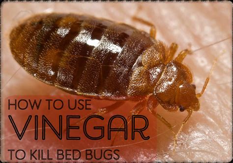 Up to 30 days protection: How to Make a Homemade Bed Bug Killer Spray With Vinegar ...