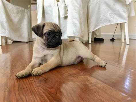 List of pug and pug for adoption in india. AKC pug Puppies for adoption - Pets Rehoming, Abu Dhabi City