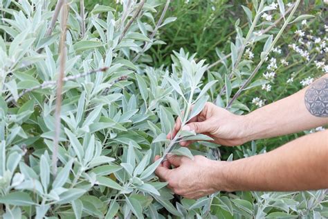 Sage conatins high amounts of volatile oils with antioxidant properties. Complete White Sage Growing Guide - Aquarian Soul