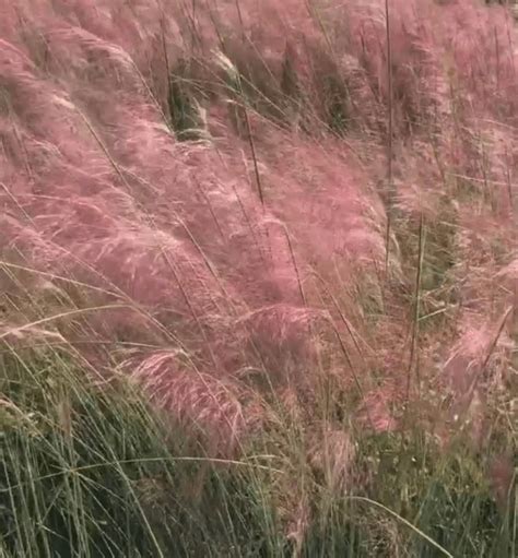 These species add a variety of benefits to your yard. Pink Gulf Muhly Grass For Sale | Texas Tree Farms