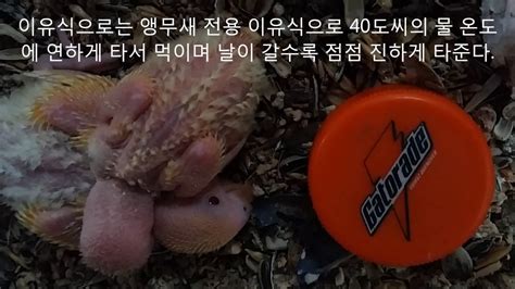 Photo by kelly colgan azar via birdshare. 모란앵무새 골든체리 이유식 먹이기에 들어가 (Parrot Baby Bird eat Feeding ...