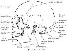 It will improve their coloring skill and increase their passion for art. Bones of the Head and Face Unlabeled | Skull anatomy ...