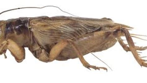 It means crickets are omnivorous. What Crickets Eat in the Wild | Animals - mom.me
