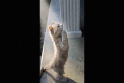 Make gifs from other gifs. 可愛い猫が祈るように立っているGIF画像｜jayde_odit｜GIFMAGAZINE