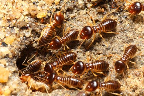 Eliminate existing termites and prevent infestation with the highest quality services on the market. Domestic Pest Control | Termite Control | Termicon