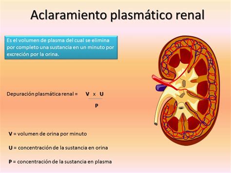 The majority of parenchymal cystic lesions represent benign epithelial cysts; Fisiología Humana: Aclaramiento plasmático renal