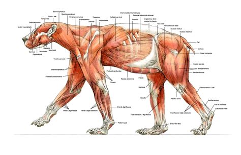 Wood burning sauna heater and stove for sale at bsaunas inc. Bear Muscle Anatomy Bear Muscle Anatomy Bear Muscle ...