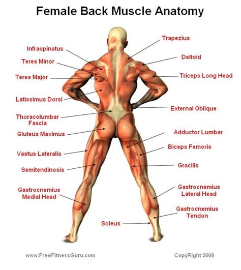 Many conditions and injuries can affect the back. female anatomy muscles - Google Search | Muscle Groups ...