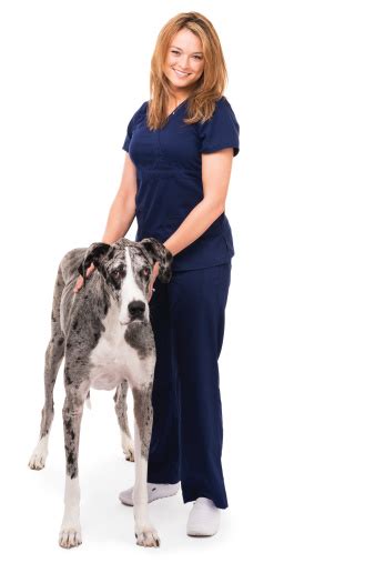 Huge collection, amazing choice, 100+ million high quality, affordable rf and rm images. Woman Veterinarian Nurse Great Dane Dog Isolated On White Background Stock Photo - Download ...