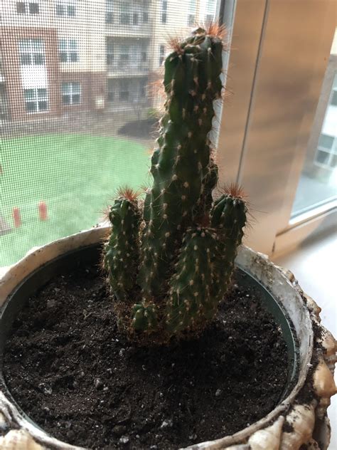 How to repot a cactus? overview for skies12612