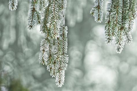 Ich hätte zu dem problem folgende fragen: Natur_Fichte_Winter - Thoma Holz