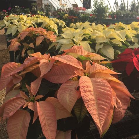 Check spelling or type a new query. Collection Deck The Halls by Roxbury Farm & Garden Center ...