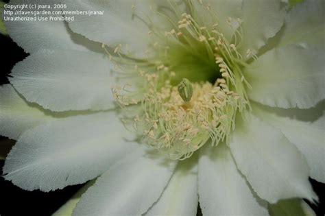 So i immediately googled it and found the wikepedia article and a utube video both of which. PlantFiles Pictures: Cereus Species, Andes Organ Pipe ...