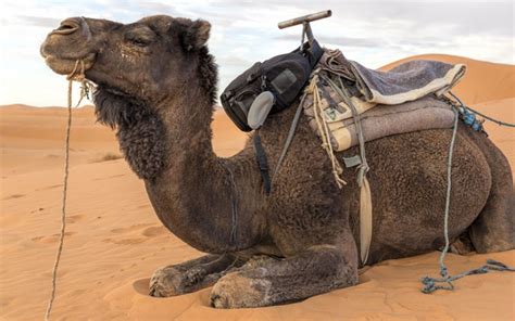 Dromedář, dromedár, camelus dromedarius (cs); Enthaftende Klauseln in Allgemeinen Reisebedingungen oder ...