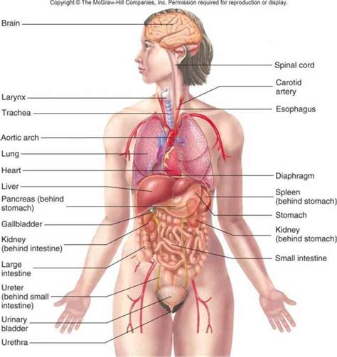 Internal body parts of woman. External Parts Of The Body Diagram Anatomy | MedicineBTG.com