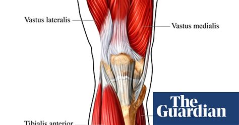 Split squats will stretch and mobilize. Leg Muscle Diagram Simple / Major Muscle Groups Guide ...