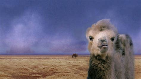 Anyone else might find it unbearingly boring mainly because a family of nomadic shepherds assists with the births of their camel herd. The Story of the Weeping Camel | Documentary Heaven