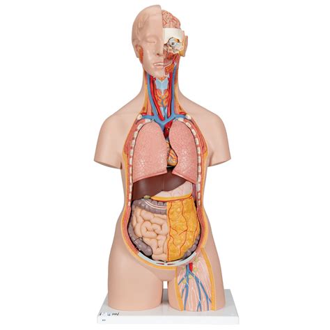 Although most of human modeling will be examined in this. Human Torso Model | Life-Size Torso Model | Anatomical ...