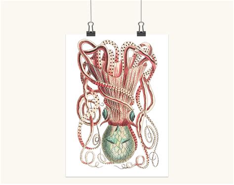 This is a gift guide for octopus fans, with a wide range of price points and styles. Antique Octopus Illustration Art Print - Octopus Vintage ...