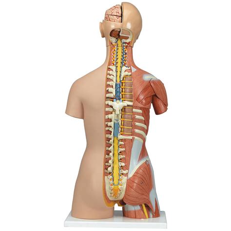 To draw the human torso, understand the shape of the torso, and learn the major muscle groups, their origin and insertion points, then practice as much as possible from reference to reinforce what you learned. 3B Scientific B40 Deluxe Dual Sex Muscle Torso Model 31-Part