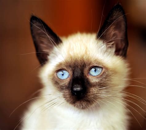 Siamese kittens can be purchased at a pet store, from a breeder, or at a shelter. A Siamese kitten enjoying the afternoon sun in San ...