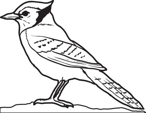 According to our data, the toronto blue jays you can find contact information on the website mlb.com/bluejays. Blue Jay Coloring Page | Free printable