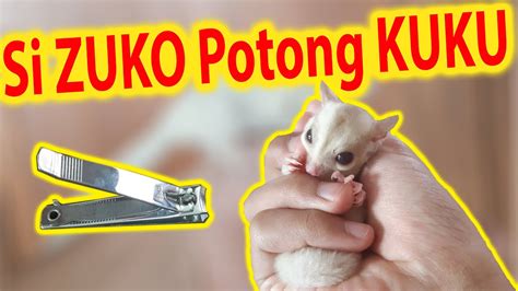 Selalu ada dialog yang cukup lama antara si jahat dan si baik. Si ZUKO POTONG KUKU || Cara Memotong Kuku Sugar Glider ...