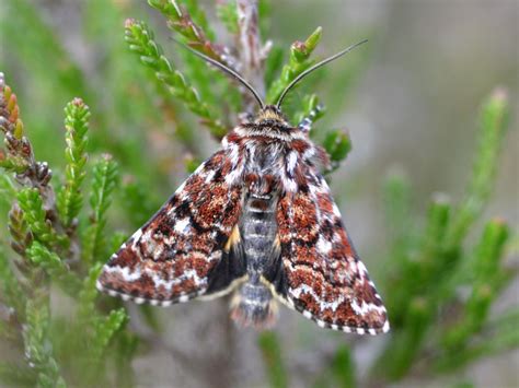 The larvae are greyish brown or greenish brown. Beautiful Yellow Underwing