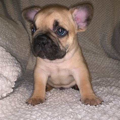 The french bulldog was bred to be smaller. French Bulldog Puppies For Sale | Moline, IL #306888