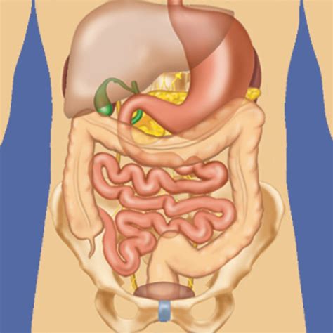 The abdomen contains all the digestive organs, including the stomach, small and large intestines, pancreas, liver, and gallbladder. Abdominal Pictures Anatomy