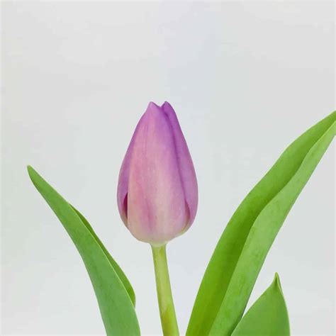 Planting purple flowers in your garden can add rich thematic colors. TULIP- LIGHT PURPLE - Wholesale Bulk Flowers - Cascade Floral
