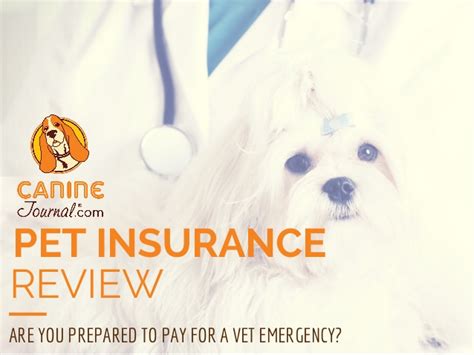 Routine pet care includes regular exams and preventative treatments. Pet Insurance Reviews