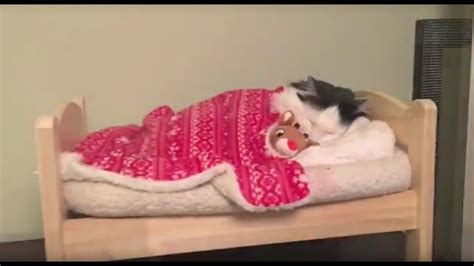 Skinny milf julia north masturbates in the kitchen. Cat Puts Herself to Sleep in Tiny Human Bed - YouTube