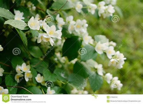 Lipomea alba è una pianta perenne ma viene coltivata come annuale nelle zone dal clima freddo. Arbusto Floreciente Del Jazmín Con Las Flores Blancas ...