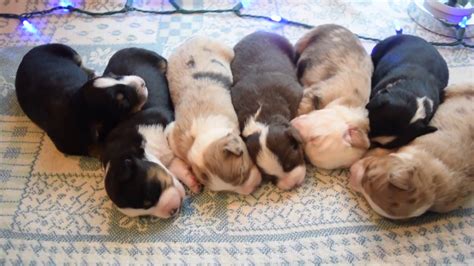 The next minute sharp puppy teeth are ripping into your skin. Hand cuddled Miniature Australian Shepherd Puppies for ...