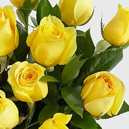 Our canada flowers catalog has been curated by best local canada florist and is available for delivery across canada. 12 Yellow roses with long stems. Send from Lahore Pakistan ...